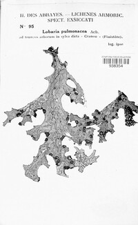 Lobaria pulmonaria image